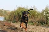 DOBERMANN 465